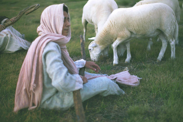 Better Than the Best Shepherd Imaginable
